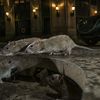 Spectacular Street-Level Photo Of NYC Rats Wins Urban Wildlife Photography Award